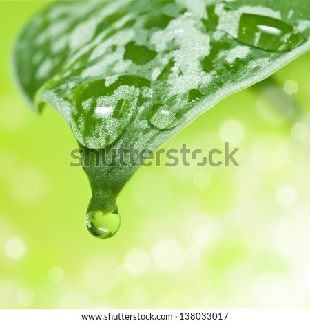 Drop of water falling from green leaf