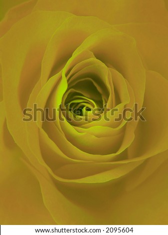digitally enhanced photograph of a beautiful rose