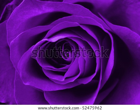 digitally enhanced purple rose background