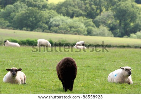 A black sheep encountered in Dartmoor National Park of Devon, UK