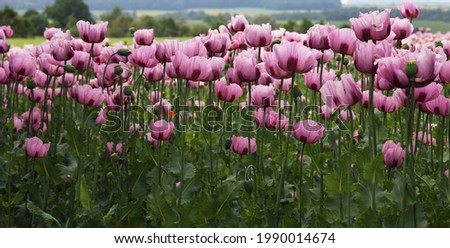 Similar – Foto Bild Feld mit rotvioletten Mohnblüten im Sommer