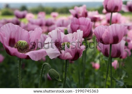 Similar – Foto Bild Feld mit rotvioletten Mohnblüten im Sommer