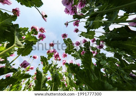 Similar – Foto Bild Feld mit rotvioletten Mohnblüten im Sommer