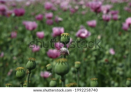 Similar – Foto Bild Feld mit rotvioletten Mohnblüten im Sommer