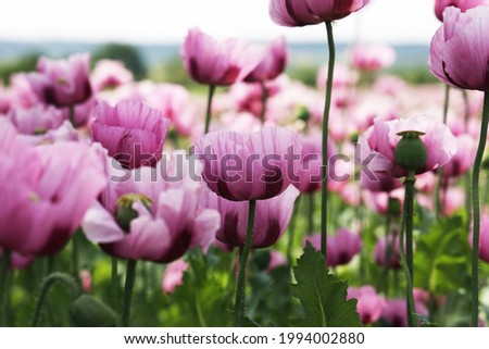 Similar – Foto Bild Feld mit rotvioletten Mohnblüten im Sommer