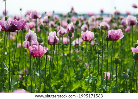 Similar – Foto Bild Feld mit rotvioletten Mohnblüten im Sommer