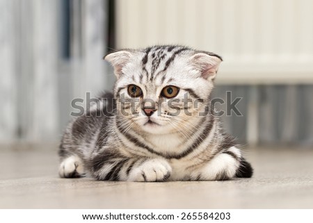 British Shorthair kitten / Sitting little kitten