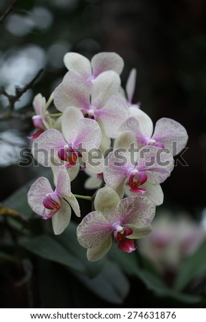 White Orchids / Beautiful white  Orchid Flower in the orchid house.