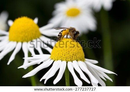 Bee on flower / Honey bee on yellow flower collecting pollen.