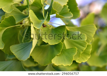 Ginkgo biloba green leaves on a tree