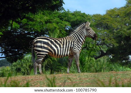 Zebra stands resting on his feet.  He is ready for flight if necessary.  Trees and foliage fill in background with blue sky.