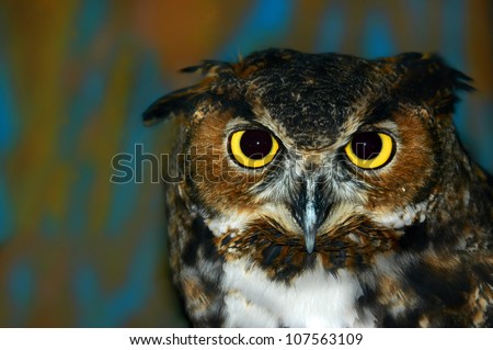Vivid yellow eyes of horned owl stares unblinking.  Closeup shows beak, eyes and face.