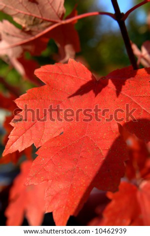 Lime green spots on red maple leaves add an extra twist to some already beautiful leaves.  Blue skies peak between leaves.