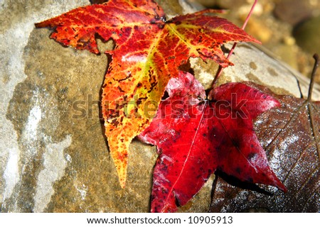 Three leaves lay drying on a stone.  They represent the three stages of color.  Beginning color, full color and dried and dead.