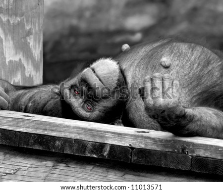 Chimpanzee lays lazily on his back.  Photo is black and white.  Eyes have been retained with their red bloodshot color.