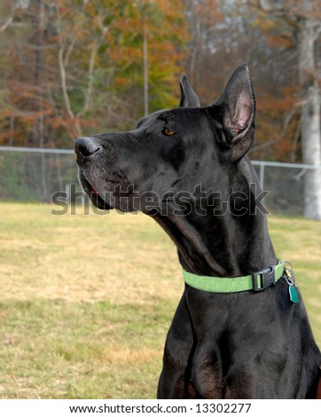 Alert and on guard this Great Dane guards his territory.  Black canine with green collar.