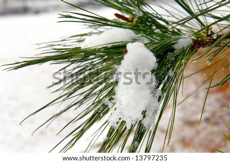 Background photo has snow covered  field and a single pine tree branch.  Branch has pine needles covered with snow.