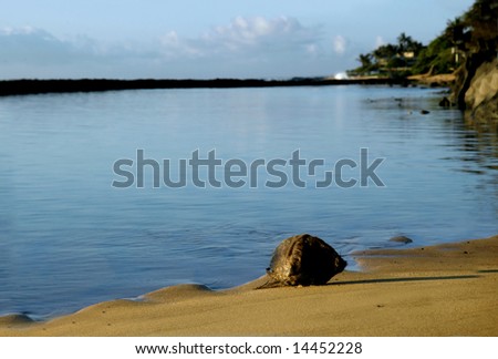 Alone on Baby Beach, a single coconut basks in the early morning light.  Calm water of bay with bank of clouds in background.