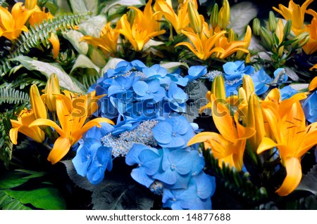 Brilliant color splashes this photo with sky blue hydrangea and brilliant orange tiger lilies.