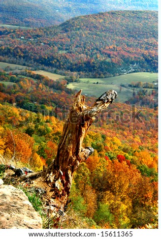 Beautiful fall foliage covers valley.  Rotting tree stump has box office seat at mountain top.