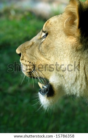 Lion opens mouth to show sharp teeth.  Outdoors with grassy hill in background.