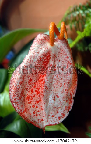 Curling sepal in bright orange creates an exotic look to this anthurium.  Red and white splotched bloom.