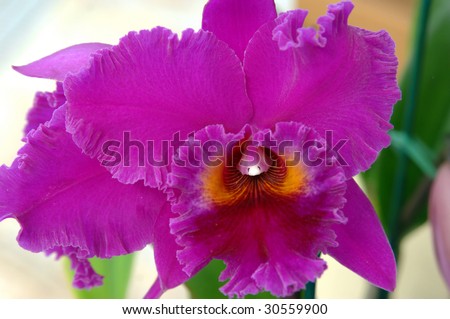 Large purple orchid bloom is grown in hot house environment on the Big Island of Hawaii.