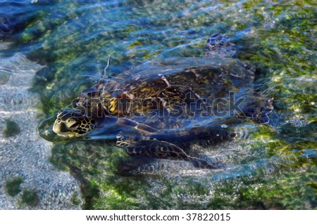 Green sea turtle on the Big Island of Hawaii surfaces for air as he feeds on the reef by the Mauna Lani Bay Resort in the waters of Makaiwa Bay Beach.
