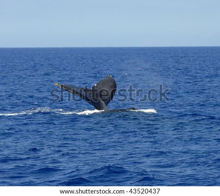 Big Island of Hawaii waters, a whale dives and tail flips up as another whale passes over and spews air.
