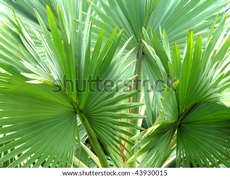 Background image is filled with fronds from tropical Fan Palm on the Big Island of Hawaii.