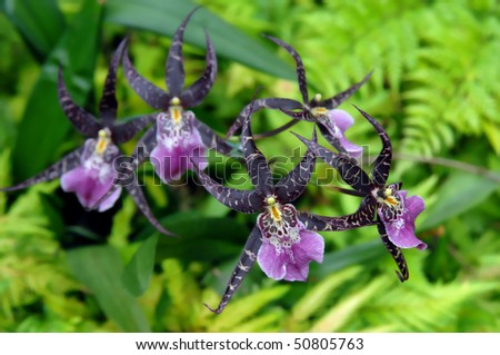 Beautiful purple orchid blossoms in a botanical garden on the Big Island of Hawaii.  Spider like petals are framed by lush green fern foliage.