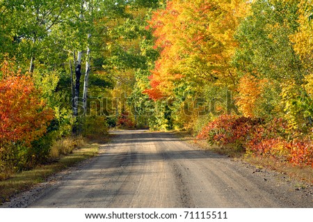 One lane dirt road disappears into  the distance on this tree lined logging road in upper peninsula of Michigan.  Brilliant  trees at peak color fill the fall woods.