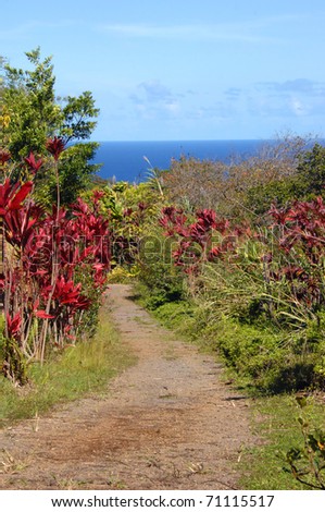 Curving and twisting path leads through tall tropical foliage on the Big Island of Hawaii.  Vivid red Ti Plants line path that leads toward a blue ocean and horizon.