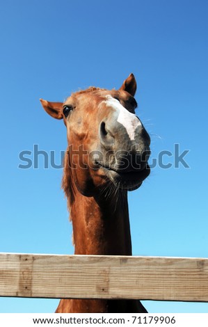 Low angle, comical shot of quarter horse has nose distorted and head size shrunk.  Quarter horse, chestnut in color, leaning his head over a wooden fence.