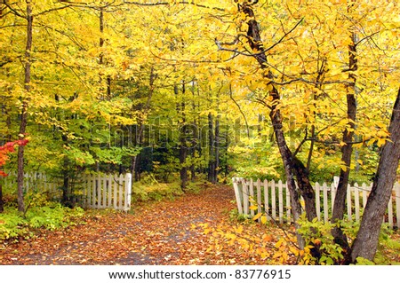 Rustic white fence and leaf covered lane welcomes exploring.  Autumn yellow forms tunnel of leaves over lane.