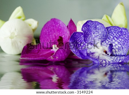 two Orchids and a lotus flower bulb being reflected in water