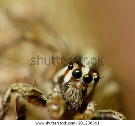 Four eyes jumper spider close up