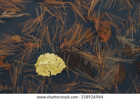 One yellow leaf floating in water with pine needles and oak leaves.