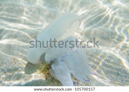 underwater shot of jelly fish in sun rays