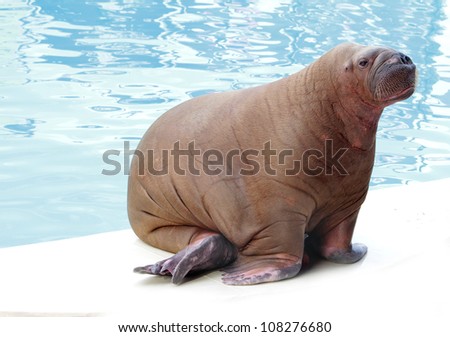walrus in zoo