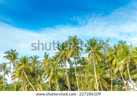 beautiful tropical island, palm trees on sky background