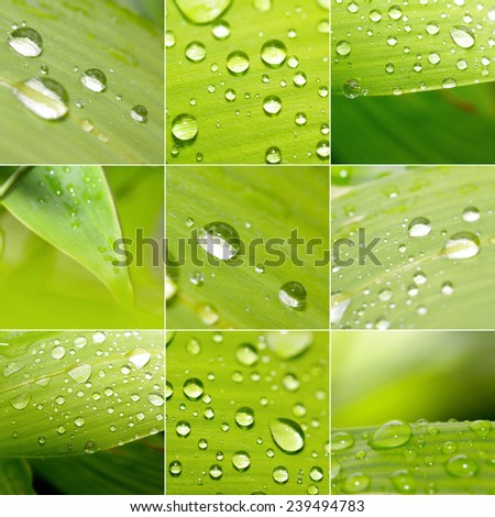 collage set of macro water drops on green leaves, collection background