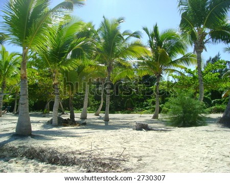 palms sun and sand