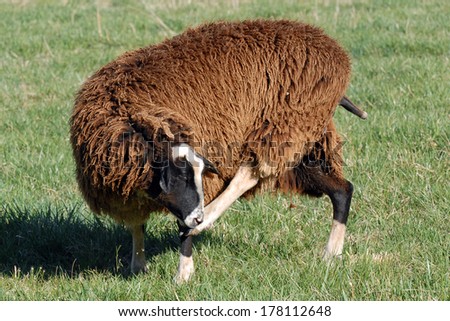 Black and white faced woolly sheep with brown fleece scratching its foot in a grassy field