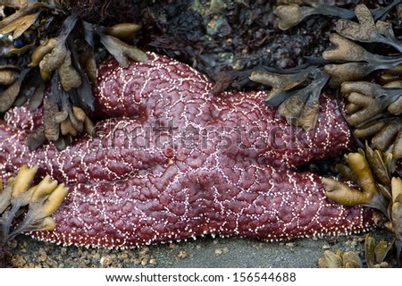 A purple starfish lies on a wet beach surrounded by green kelp.