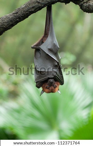 Bat hanging on a tree branch Malayan bat - Also known as large flying fox