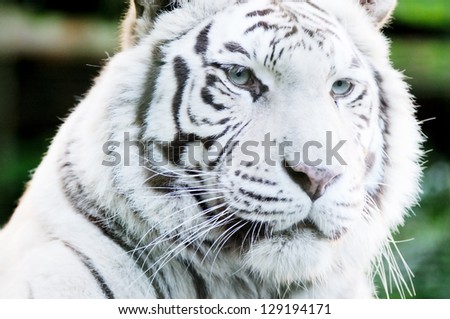 Closeup of white tiger face fur detail is stripey