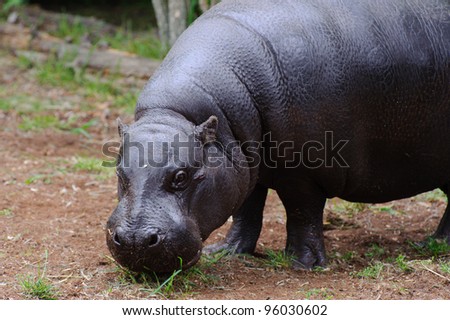 Pygmy hippo standing on grass