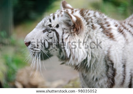 White tiger profile of head