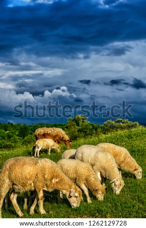 Similar – Image, Stock Photo Grazing livestock
